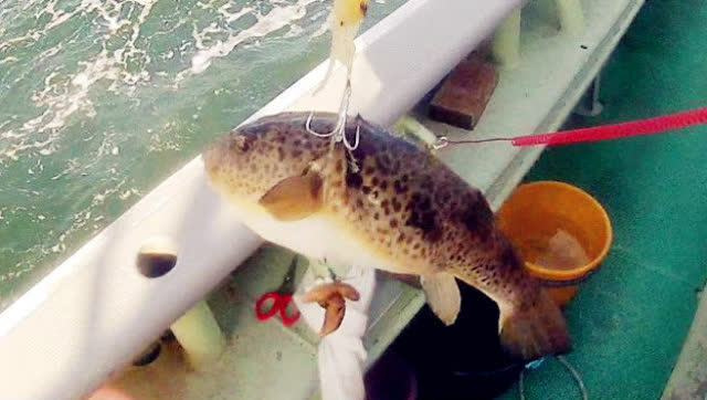 【视频】钓鱼：海上钓河豚，确切来说是锚的_视频封面