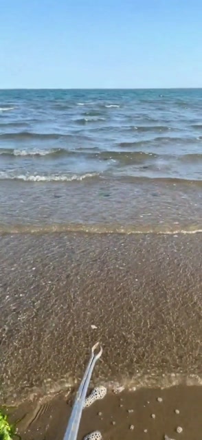 【视频】大海退潮了，一起赶海吧_视频封面