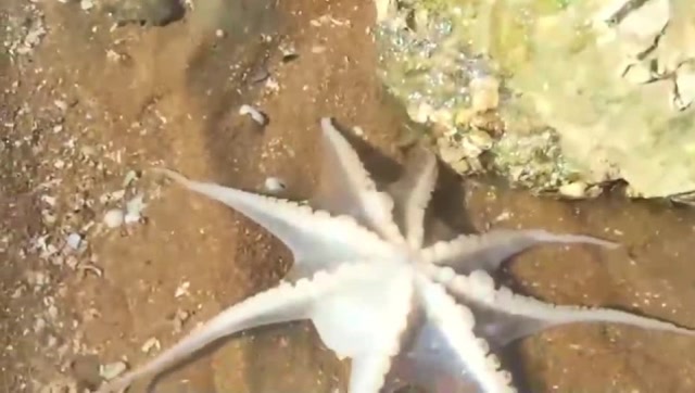 【视频】小伙赶海，在海螺里发现了章鱼_视频封面