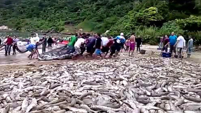 【视频】几十个人一起拉动渔网，岸上的鱼都成堆了，场面壮观！_视频封面