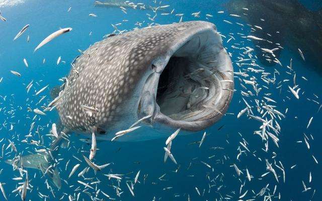世界上最大的鱼体长可达20米重量高达12500千克