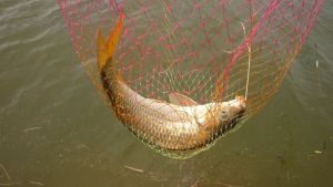 鲤鱼食性以及垂作钓鲤鱼的时间钓饵和诱饵方法技巧
