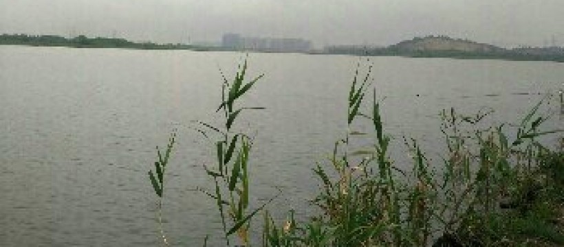 官莲湖照片