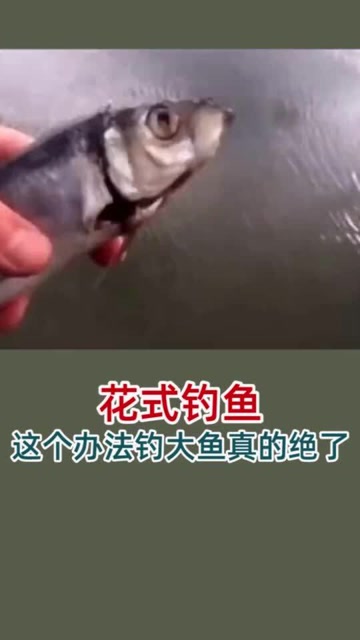 【视频】花式钓鱼，这个办法钓大鱼真的绝了_视频封面
