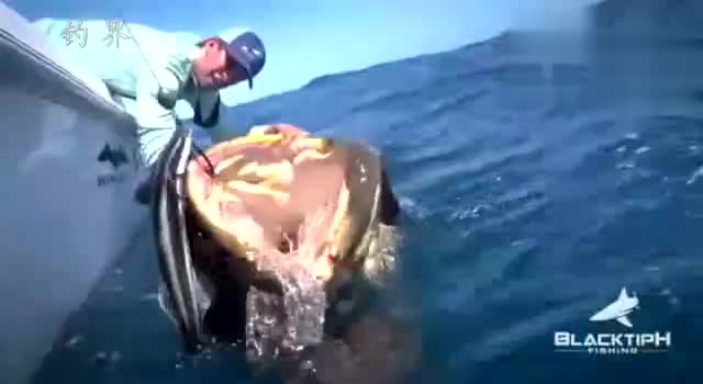 【视频】用金枪鱼做饵，钓上来一条巨大石斑鱼最后给放了，这才叫钓鱼_视频封面