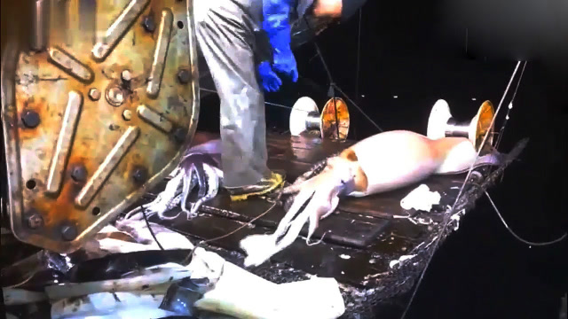 【视频】远洋钓鱿船作业画面，钓的都是十几斤的大鱿鱼！_视频封面