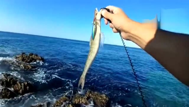 【视频】海边路亚钓鱼，这钓到的都是什么鱼呢，一条也不认识_视频封面