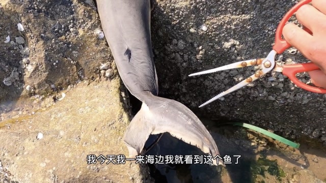 【视频】大庆新海域赶海、一条大鱼莫名卡在海边的礁石缝中、海参都出来了_视频封面