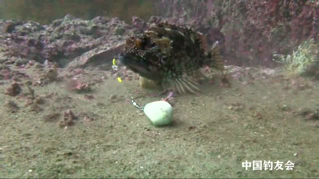【视频】钓鱼：水下拍摄海边钓鱼，用小鱼做饵_视频封面