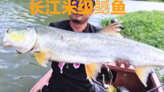 【视频】长江河道钓鱼，野钓米级鳡鱼，调整好心态你也能钓获大鳡鱼！_视频封面