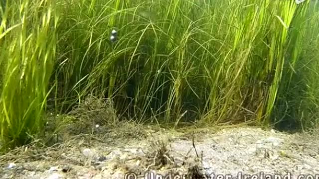 【视频】钓鱼看漂技巧水上水下高清全程看鱼的捕食过程！_视频封面
