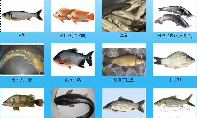大鱼品种大全及图片图片