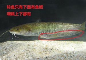塘鲺和鲶鱼的不同—背鳍