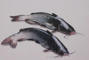 乌江鱼 鮰鱼图片